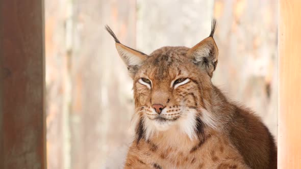 The Yellowhaired Lynx is Resting at the Zoo in Its Wooden House