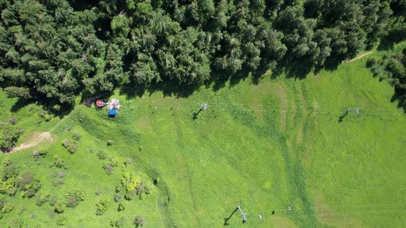 Top View of Coniferous Trees and Fields