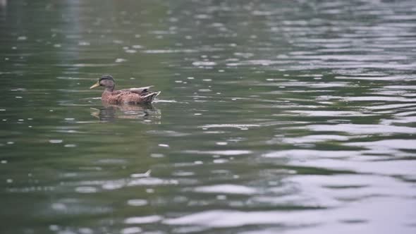 Duck swimming in lake under the rain