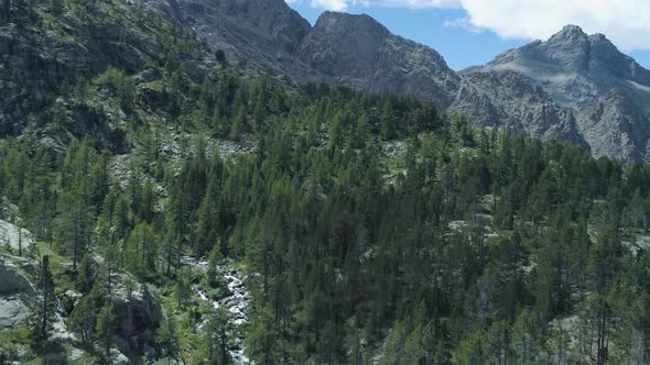 Moving Forward Along River Creek and Pine Woods Forest to Rocky Mountain in Summer