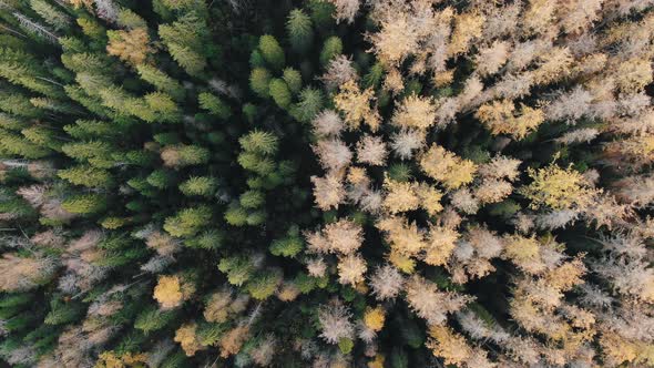 Aerial Motion Over Large Yellow and Green Trees in Wood
