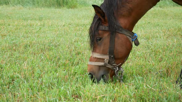 Horse Is Eating Grass On The Field