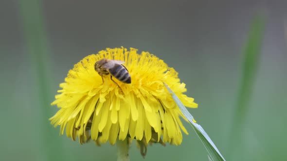 Honey Bee Gathering Nectar on Yellow Dandelion Flowers Blooming on Summer Meadow in Green Sunny
