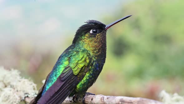 Costa Rica Fiery Throated Hummingbird (panterpe insignis) Close Up Portrait of Colourful Bird Flying
