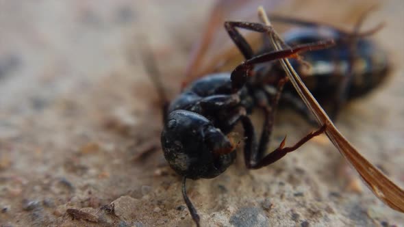 A black hornet is seen wrapped around a piece of its wing moving around. (slow motion)