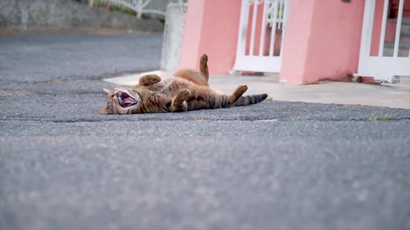 Cat Yawning and Lying on the Street