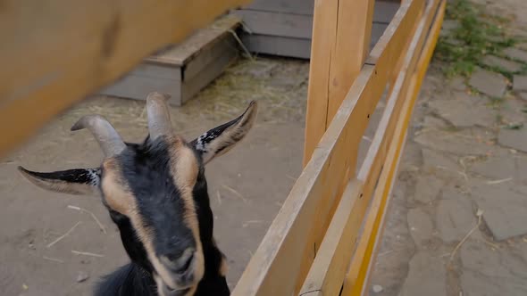 Woman Feeding Cute Black Goatling From Hand at Farm - Slow Motion, Close Up