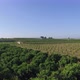 Flight Over Orange Fields - VideoHive Item for Sale