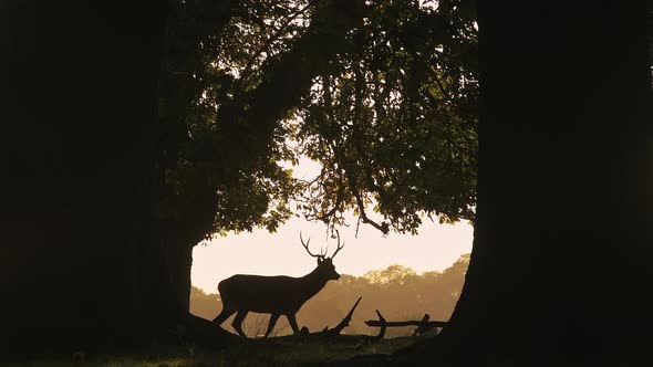 Silhouette of Male Red Deer Stag (cervus elaphus) and its antlers during bright orange sunset in the