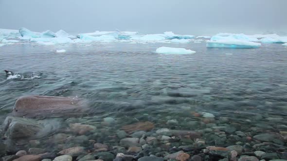 Gentoo Penguins Swimming Antarctica