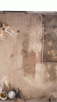 Aerial View of a Shelter for Stray Dogs