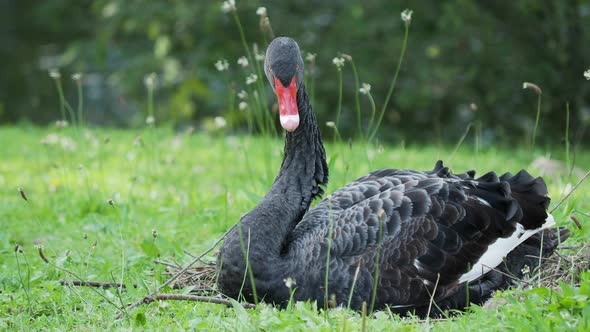 Black Swan, Cygnus Atratus, Large Waterbird Is Sitting on Grass