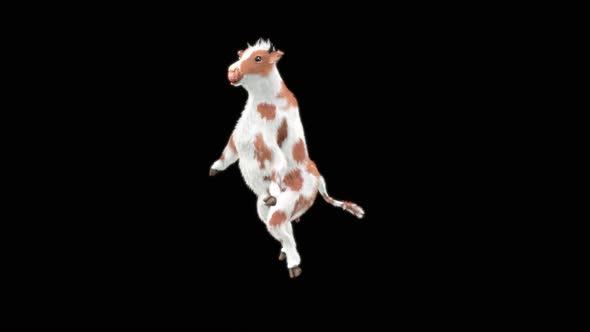 Cow Dance HD