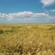 Flight Over Golden Rye Field at Sunny Summer Day, Aerial Shot - VideoHive Item for Sale