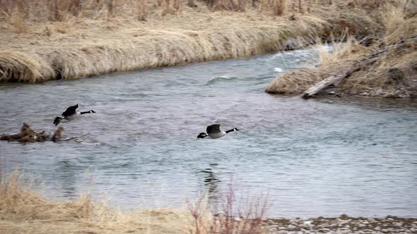 Slow motion of Canada Goose flying and landing in the Snake River