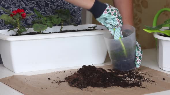 Transfer Of Geraniums To Another Pot.