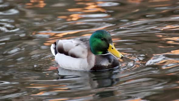 Emerald head male drake duck bird close-up water