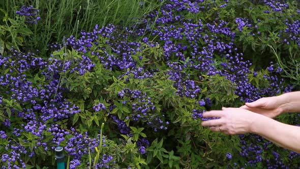 Senior man smelling flowers