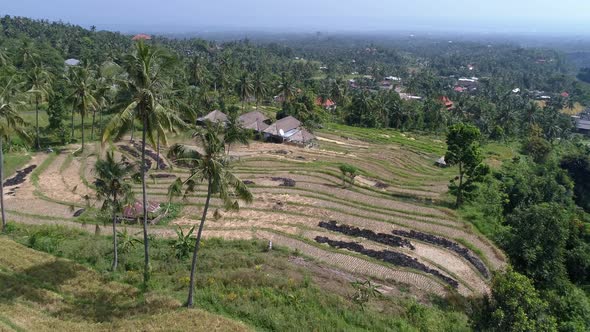 Aerial view of harvested rice fields in Ubud, Bali, Indonesia