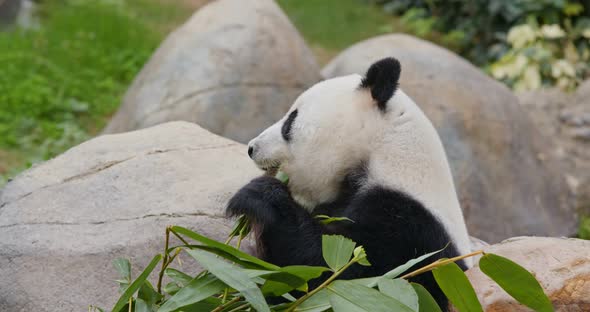 Panda eat bamboo