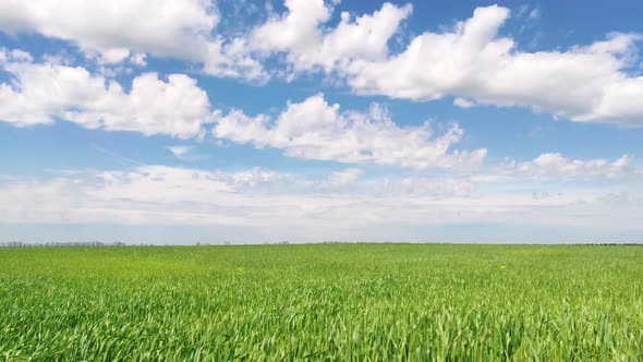 Green wheat agriculture field. Timelapce of Green wheat swinging on wind. Time lapce of clouds sky