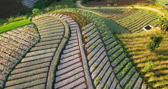 aerial view of a vegetable plantation on the slopes of Mount Sumbing, Central Java, Indonesia. drone