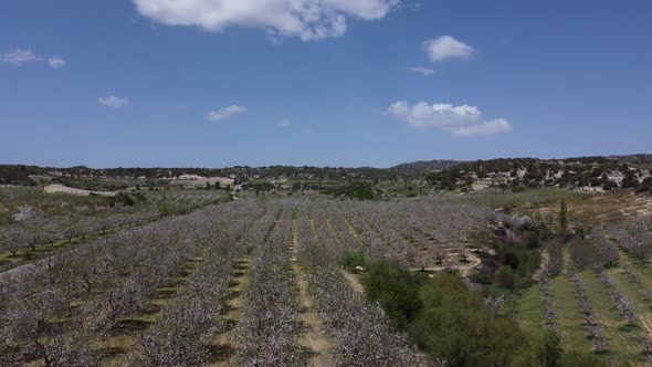 Aerial View of Blooming Garden