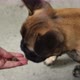 French bulldog finds the treat in the hand - VideoHive Item for Sale