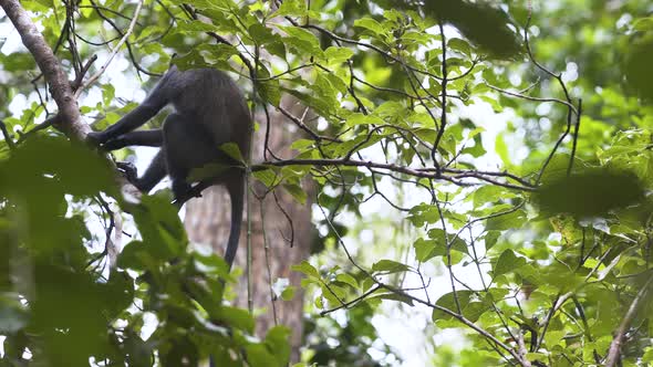 Zanzibar Blue monkey on tree branch, scratching itself with hind leg.