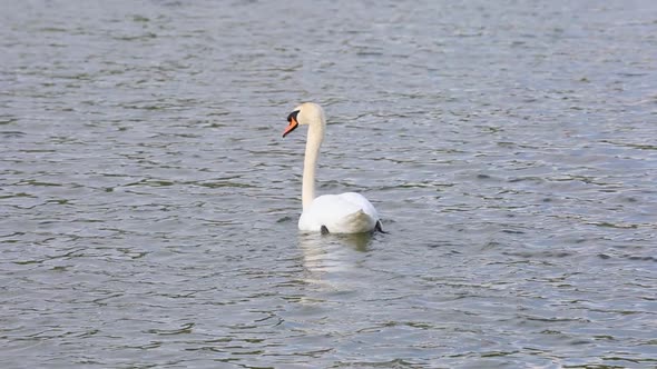 Swan On A Lake 2