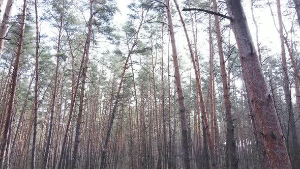 Trees in a Pine Forest During the Day Aerial View