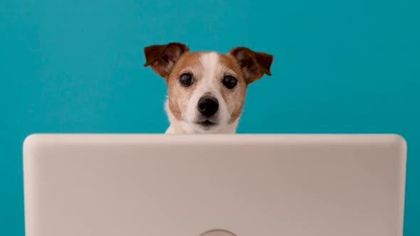 Funny Dog Sitting at Laptop and Looking at Camera