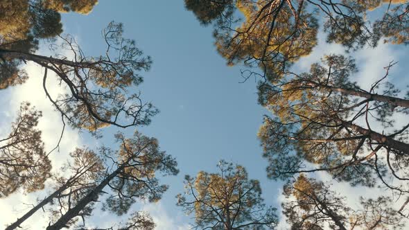 Bottom View of a Pine Forest in Beautiful Morning Light. Bottom View