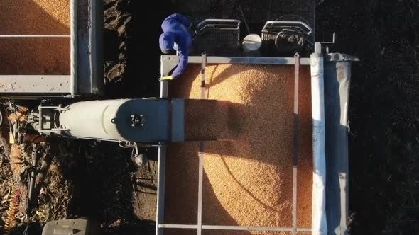 Corn Grains Falling form Combine Harvester in the Truck