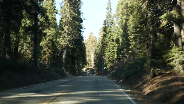 Driving Auto in Sequoia Forest Perspective View From Car