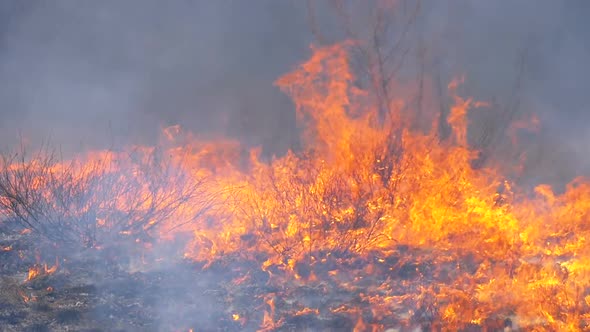 Fire in the Forest, Burning Dry Grass, Trees, Bushes, and Haystacks with Smoke. Slow Motion