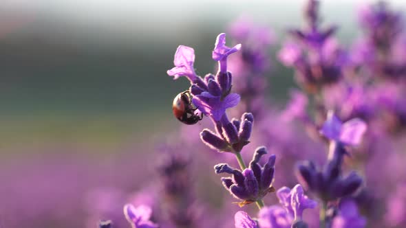 Ladybug on Blooming Lavender in a Field at Sunset