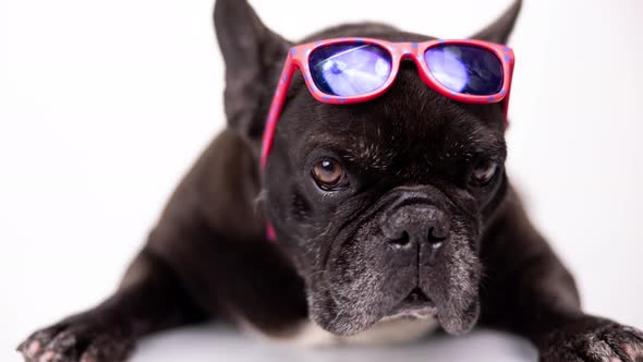French Bulldog Wearing Pink Sunglasses on Its Head