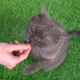Girl Feeds Cat From Hands - VideoHive Item for Sale