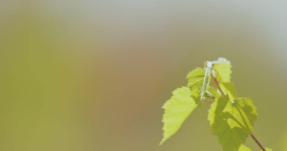 Young Branch of the Tree is Illuminated By the Sun