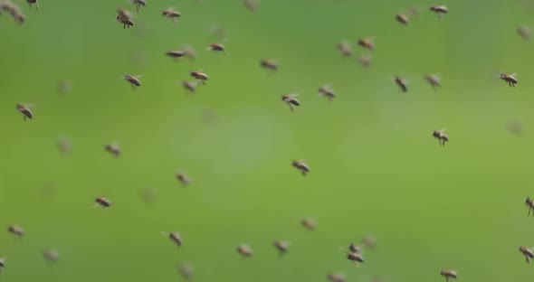 Bee Swarm Closeup View Slowmotion