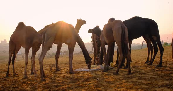 Camels at Pushkar Mela Camel Fair Festival in Field Eating Chewing at Sunrise. Pushkar, Rajasthan