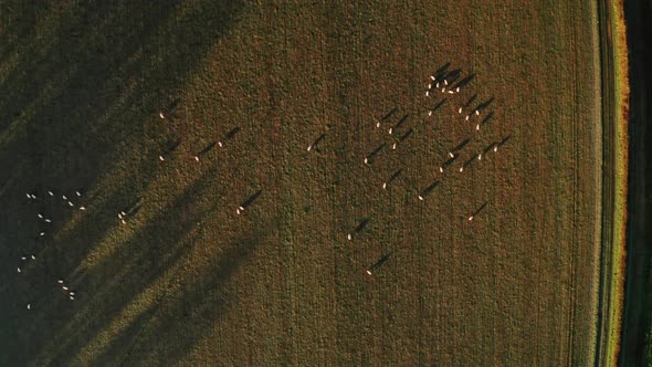 Aerial drone video of Sheep in fields on a farm in rural countryside farmland scenery, top down vert