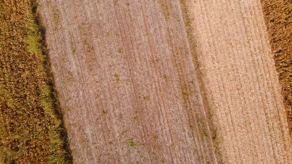 4k aerial drone footage of corn fields in birds eye view with revealing concept.