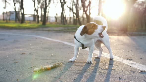 Jack Russell Terrier Dog Barking in Park