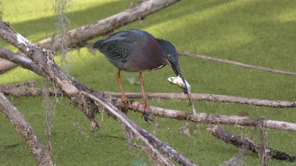  Green Heron Feeds On Frog