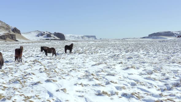 Wild Icelandic Horses in Snowy Conditions With Beautiful Iceland Landscape