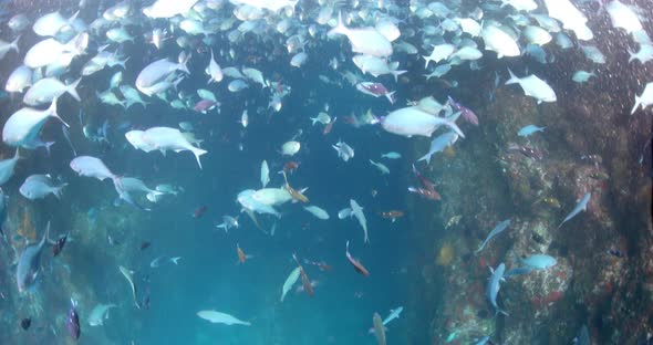 Over under shot. Poor Knights Islands. Many fish and cave system