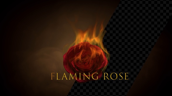 Flaming Rose flower Slow-motion with Alpha