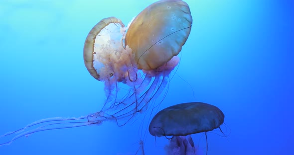 Jelly fishes in an aquarium